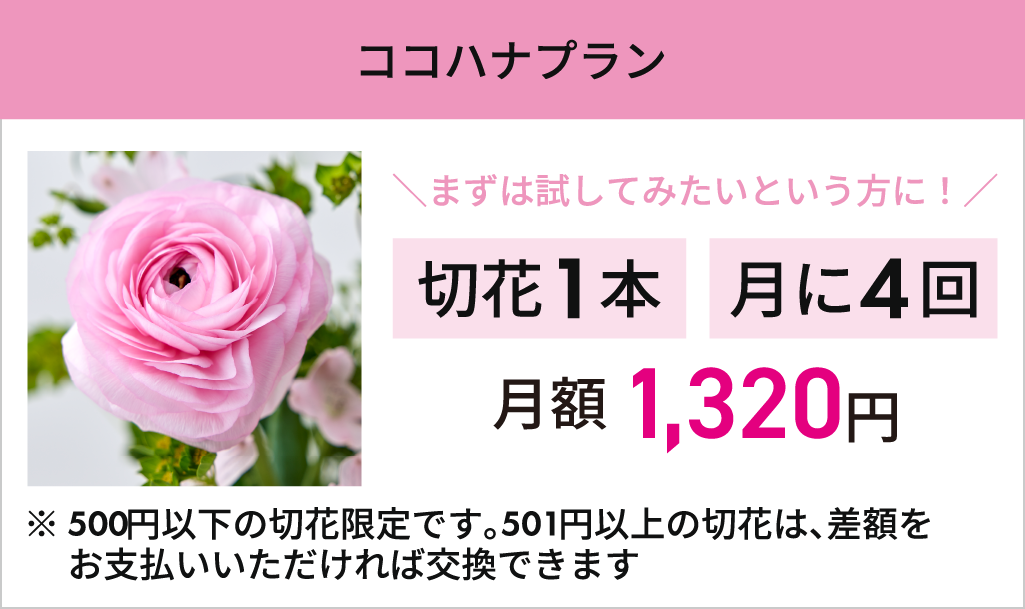 20250901_01_ココハナプラン