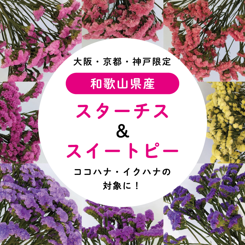 大阪 京都 神戸限定 和歌山県産スターチス スイートピーがココハナとイクハナの対象になります お花の定額制アプリ ハナノヒ 日比谷花壇